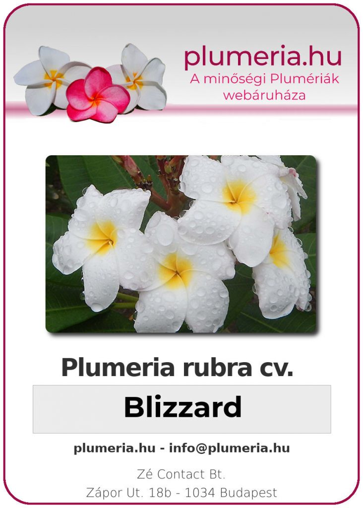 Plumeria rubra "Blizzard"