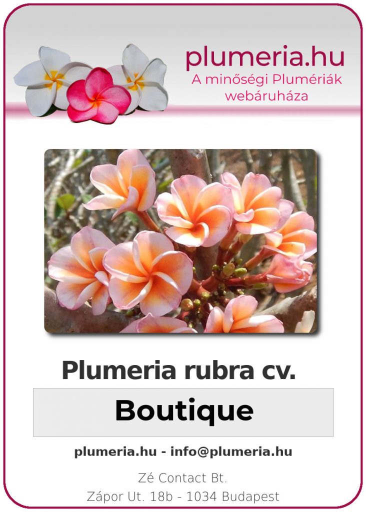 Plumeria rubra "Boutique"