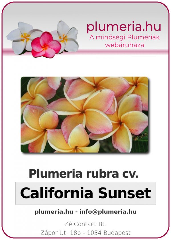 Plumeria rubra "California Sunset"
