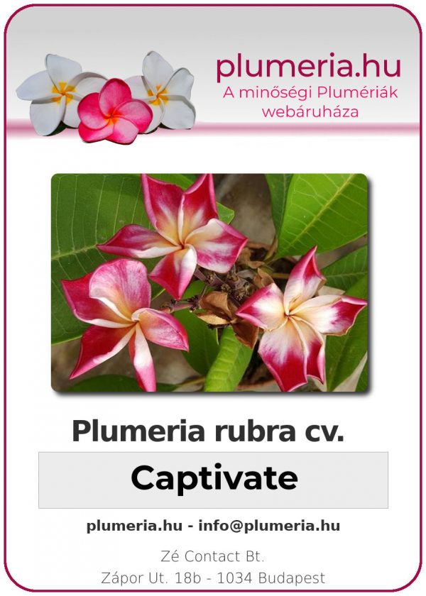 Plumeria rubra "Captivate"