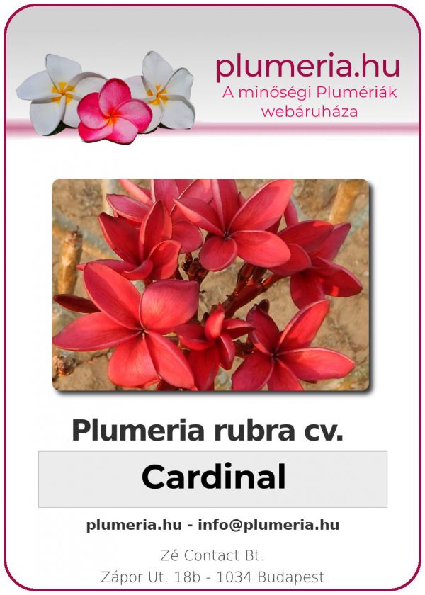 Plumeria rubra "Cardinal"