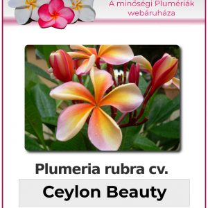 Plumeria rubra "Ceylon Beauty"