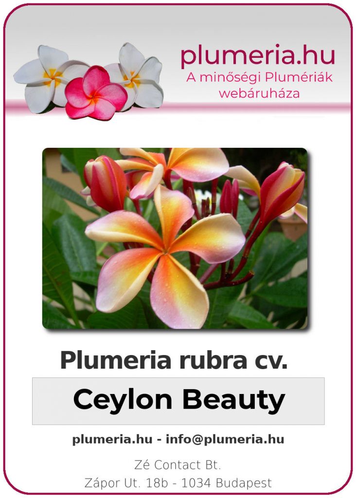 Plumeria rubra "Ceylon Beauty"