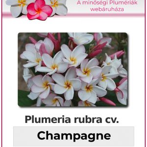 Plumeria rubra "Champagne"