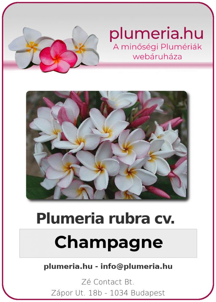 Plumeria rubra "Champagne"