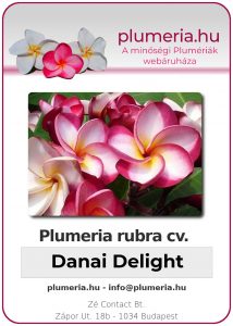 Plumeria rubra "Danai Delight"