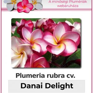Plumeria rubra "Danai Delight"