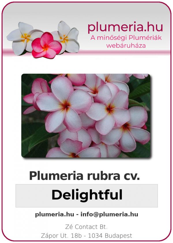 Plumeria rubra "Delightful"