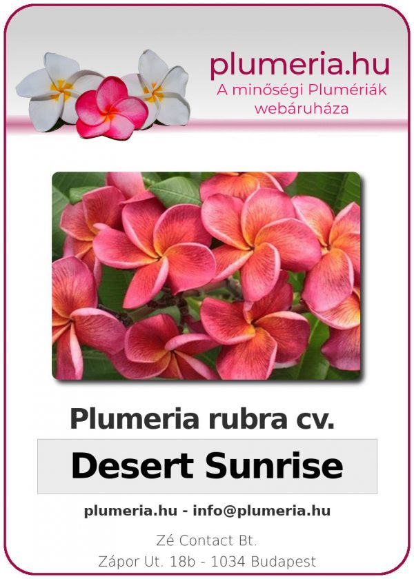 Plumeria rubra "Desert Sunrise"