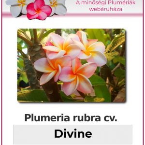 Plumeria rubra "Divine"
