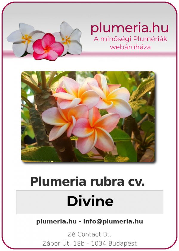 Plumeria rubra "Divine"
