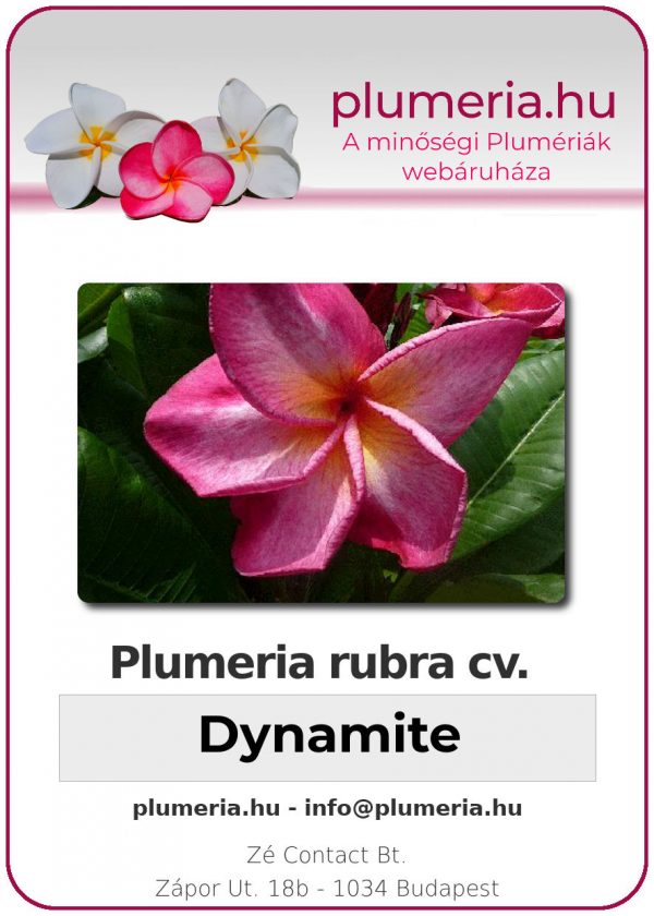 Plumeria rubra "Dynamite"