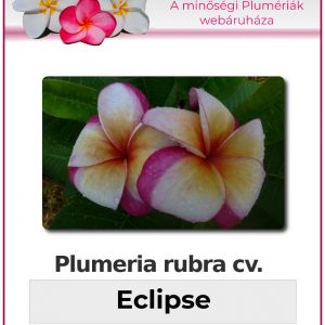 Plumeria rubra "Eclipse"