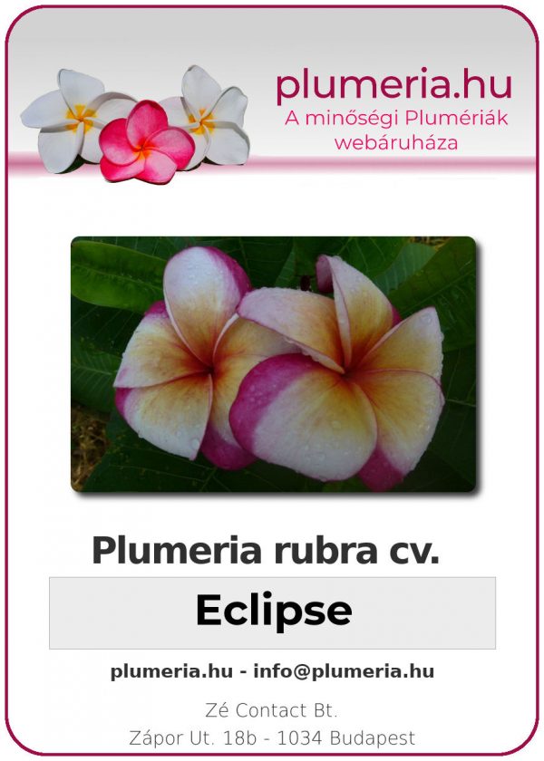 Plumeria rubra "Eclipse"
