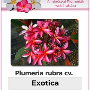 Plumeria rubra "Exotica"