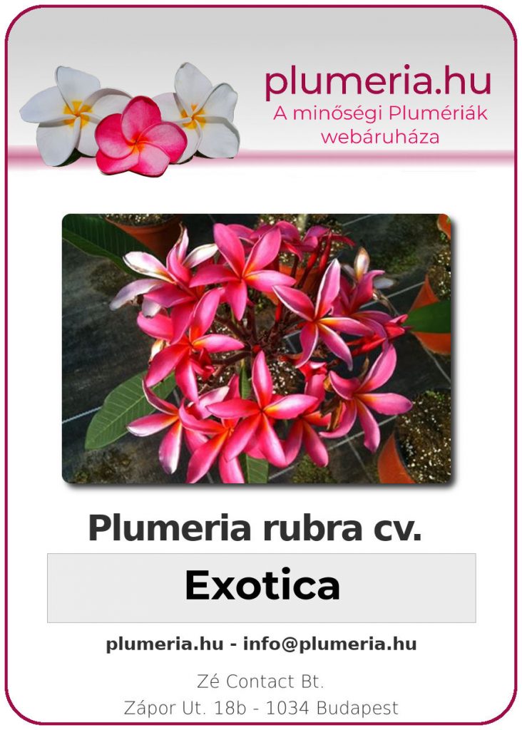 Plumeria rubra "Exotica"