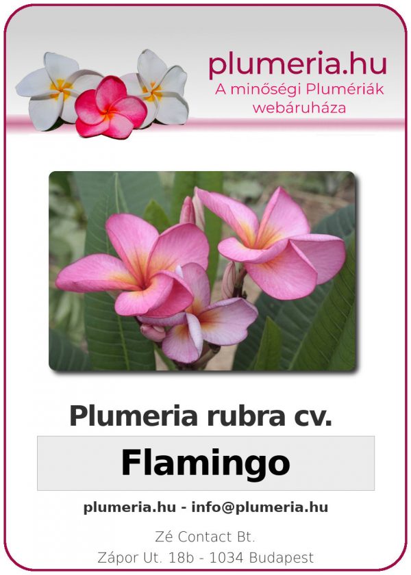 Plumeria rubra "Flamingo"