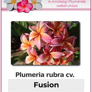 Plumeria rubra "Fusion"