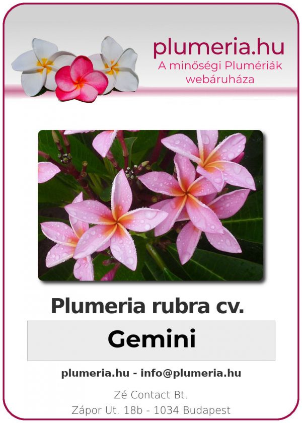 Plumeria rubra "Gemini"