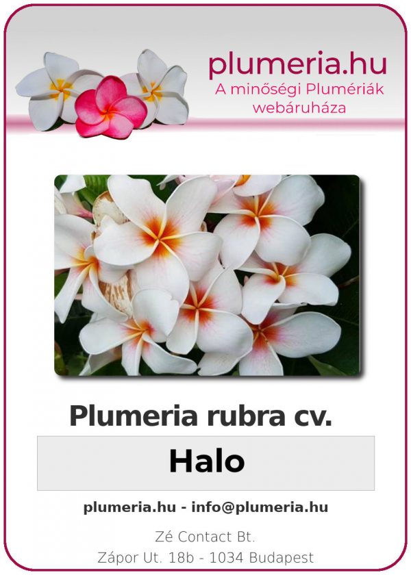 Plumeria rubra "Halo"