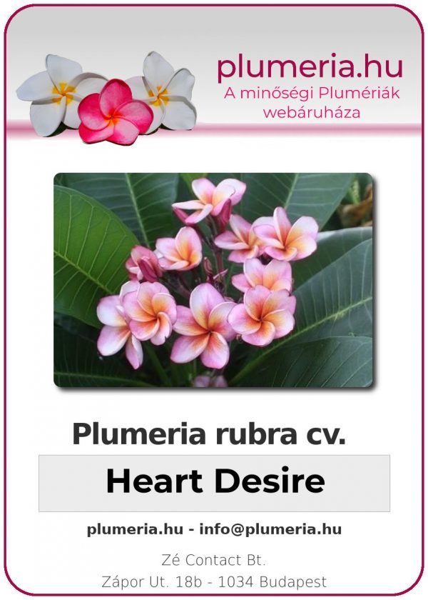Plumeria rubra "Heart Desire"