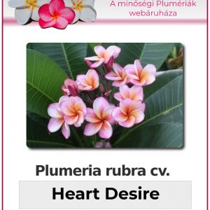 Plumeria rubra "Heart Desire"