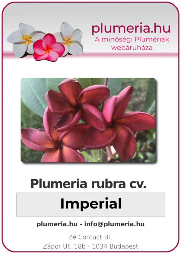 Plumeria rubra "Imperial"