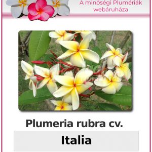 Plumeria rubra "Italia"