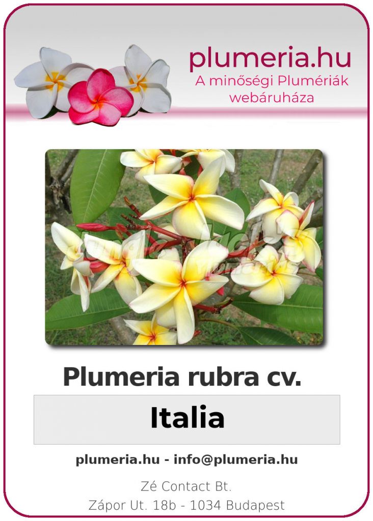 Plumeria rubra "Italia"