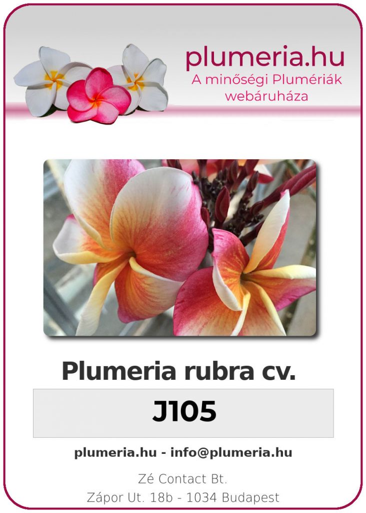 Plumeria rubra "J-105" - kopasz gyökér