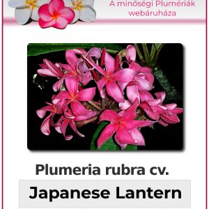 Plumeria rubra "Japanese Lantern"