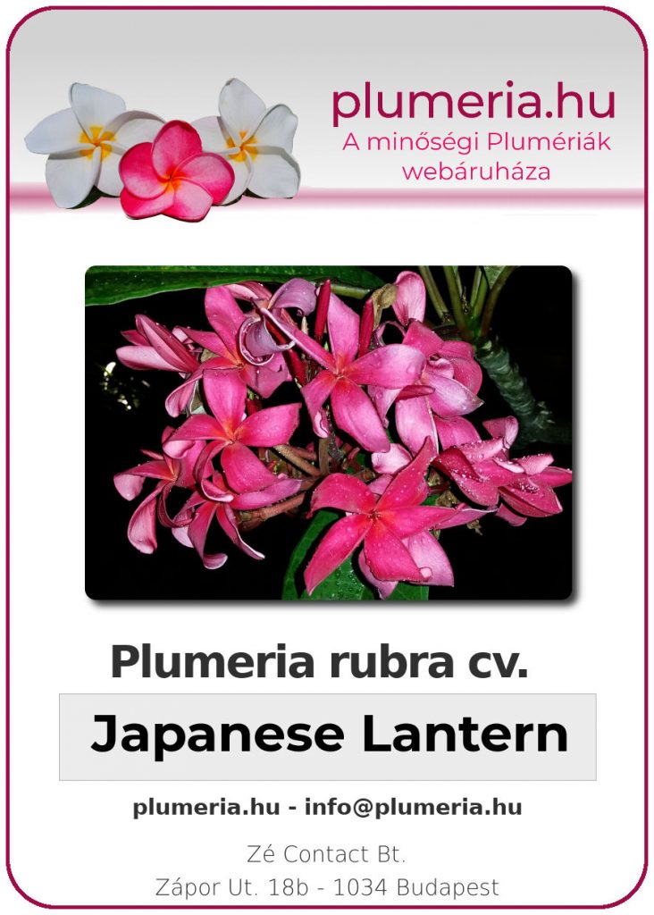 Plumeria rubra "Japanese Lantern"