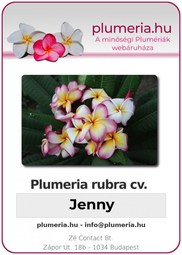 Plumeria rubra "Jenny"