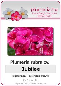 Plumeria rubra "Jubilee"