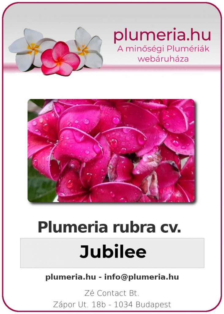 Plumeria rubra "Jubilee"