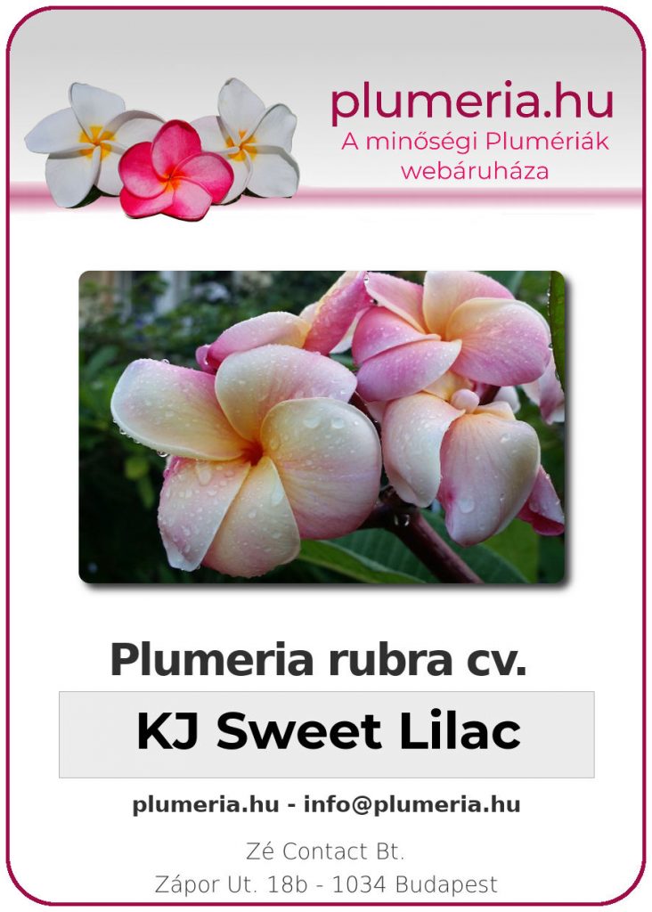 Plumeria rubra "KJ Sweet Lilac"