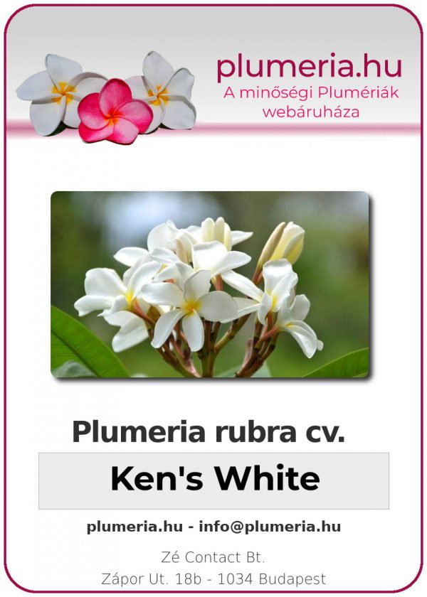 Plumeria rubra "Kens White"
