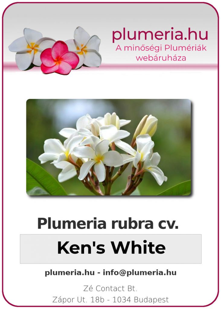 Plumeria rubra "Ken's White"