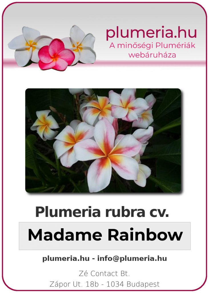 Plumeria rubra "Madame Rainbow" - kopasz gyökér