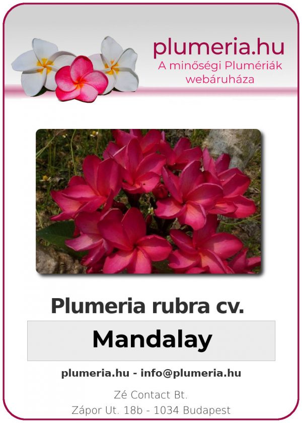 Plumeria rubra "Mandalay"