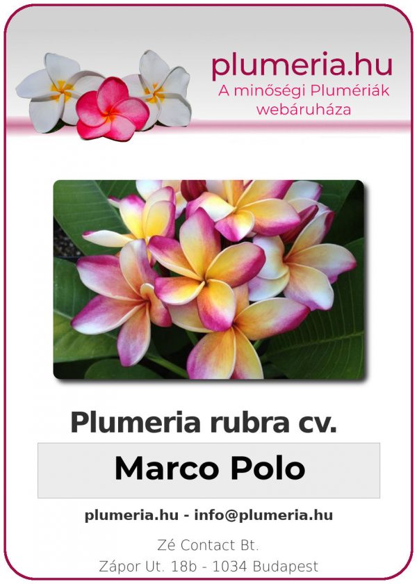 Plumeria rubra "Marco Polo"