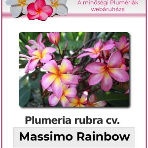 Plumeria rubra "Massimo Rainbow"