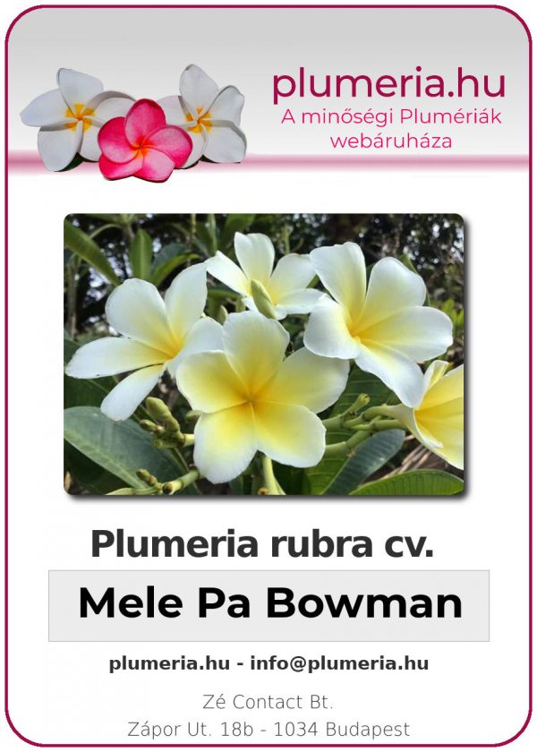 Plumeria obtus "Mele Pa Bowman"