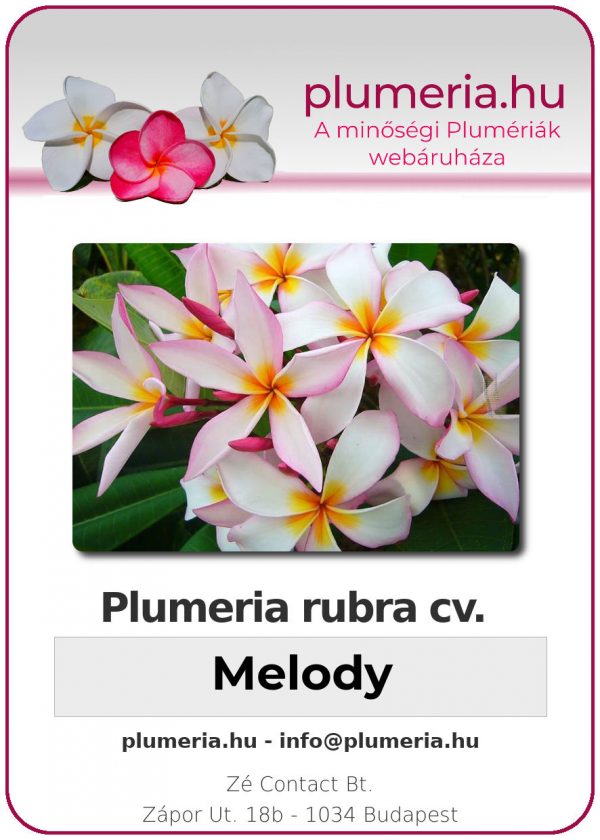 Plumeria rubra "Melody"