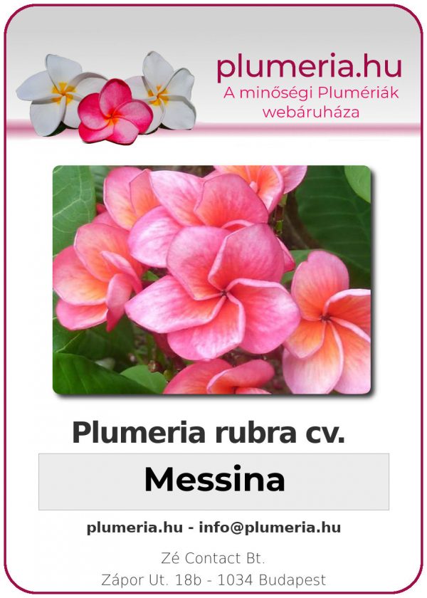 Plumeria rubra "Messina"