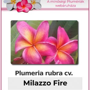 Plumeria rubra "Milazzo Fire"