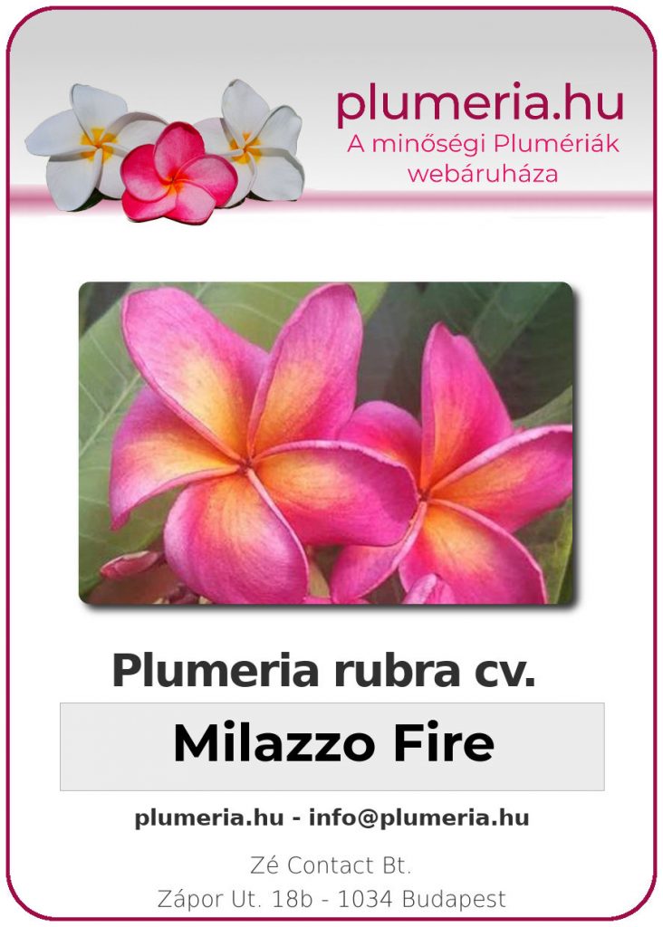 Plumeria rubra "Milazzo Fire"