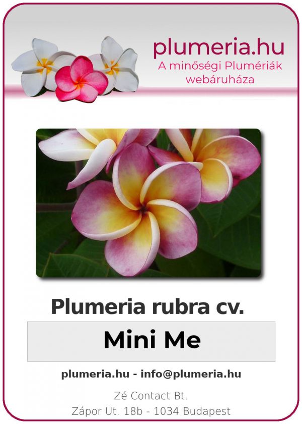 Plumeria rubra "Mini Me"