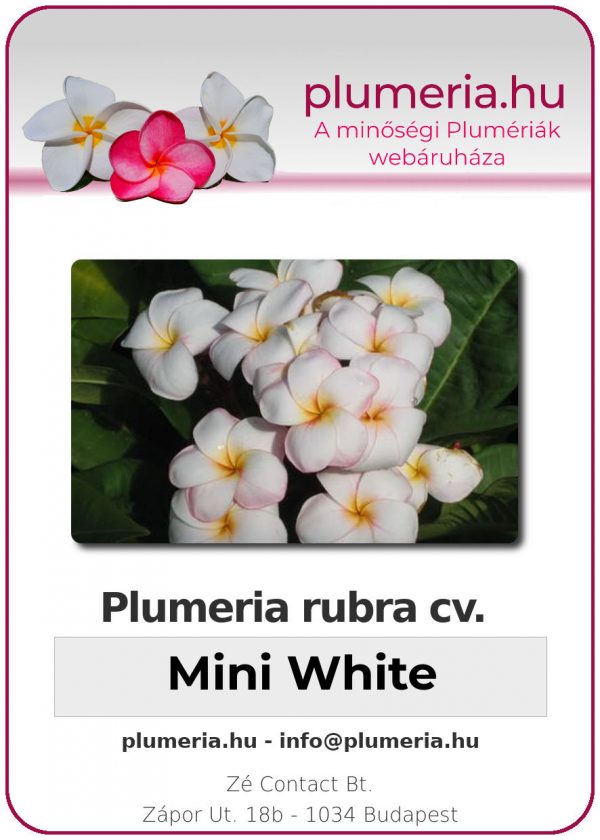 Plumeria rubra "Mini White"