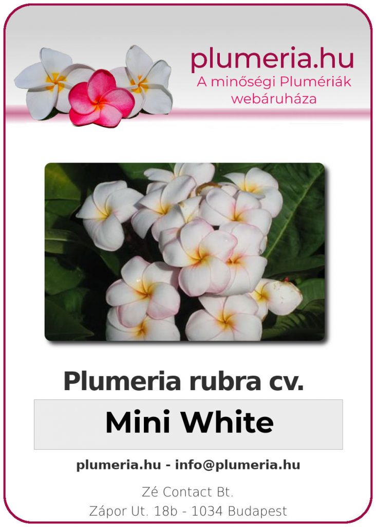 Plumeria rubra "Mini White"